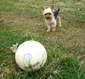 Hundeschule Kosten: Preise vergleichen Übersicht