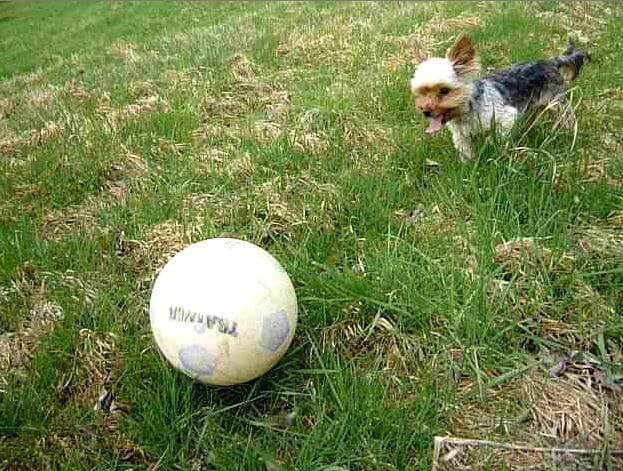 online hund richtig erziehen