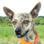 Unser Partner die Hundeschule Amperland